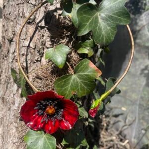 torque "joli coqulicot"